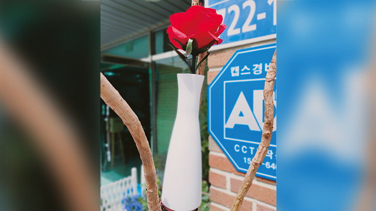 Dream Rose, photo 2