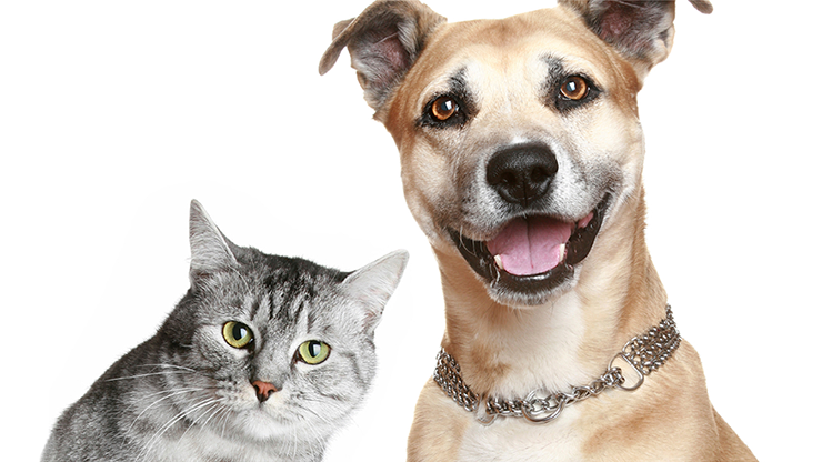 Pawology Palm Reading for Animals Paws & Animal Hypnosis (eBook)