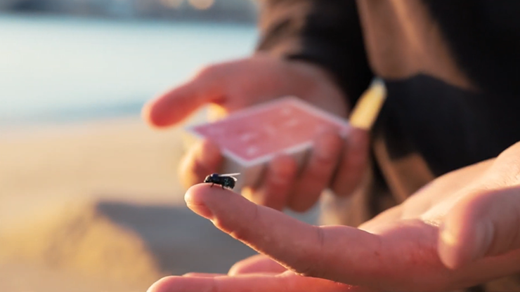 The Fly Lite